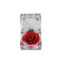 A Dozen Rubies with Free Miracle Rose 9210 0171 c rose