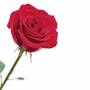 Miracle Roses with Inscribed Base, Miracle Roses 4538 004 5 2